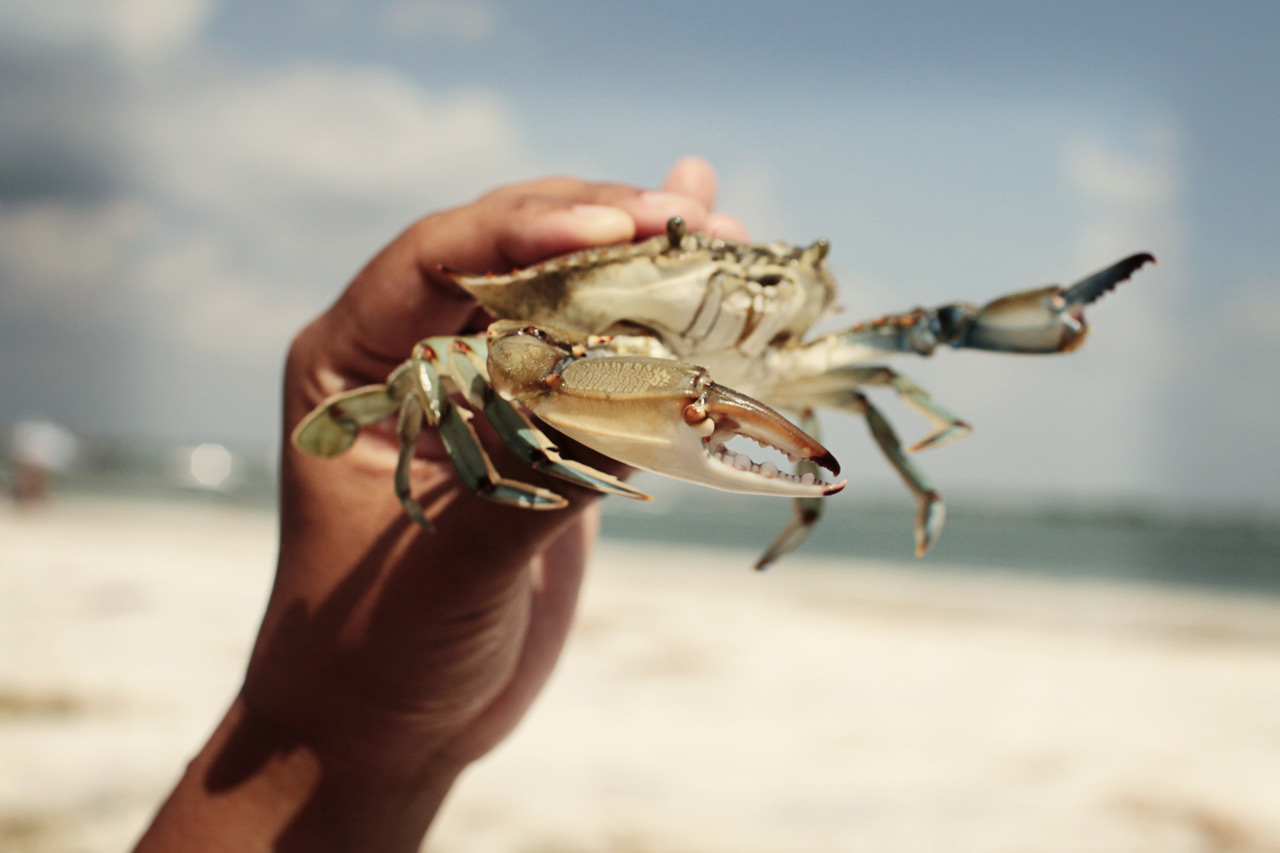 Hand holding a crab on sandy beach.
